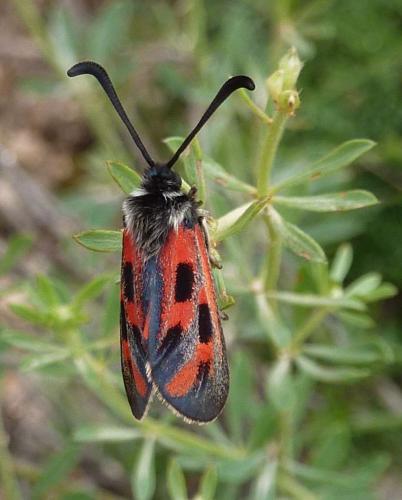 Zygaena rhadamanthus